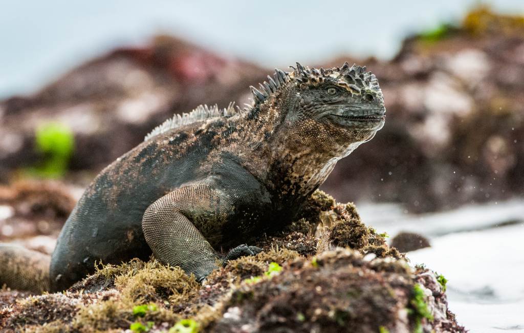 Planning a trip to the Galápagos Islands