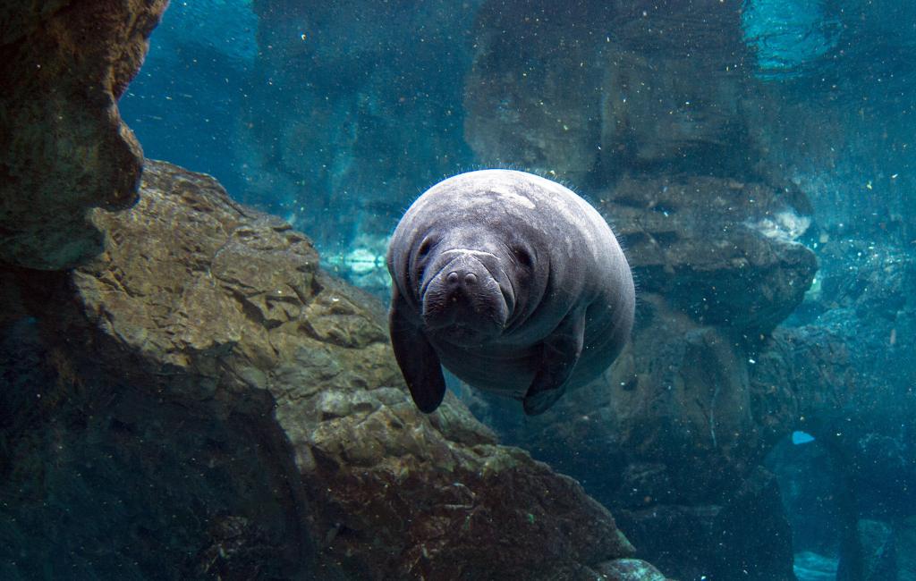 where to see manatees in Florida