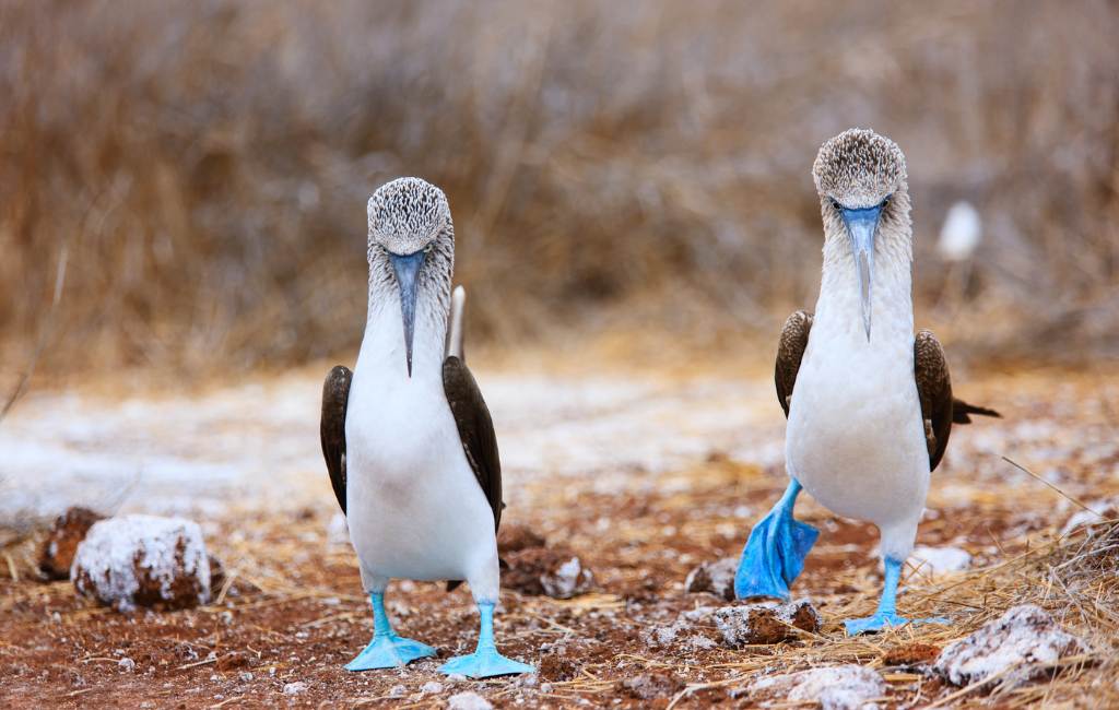Planning a trip to the Galápagos Islands