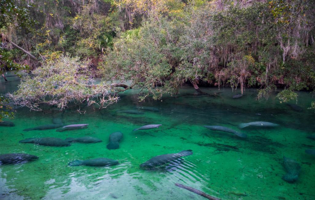 where to see manatees in Florida