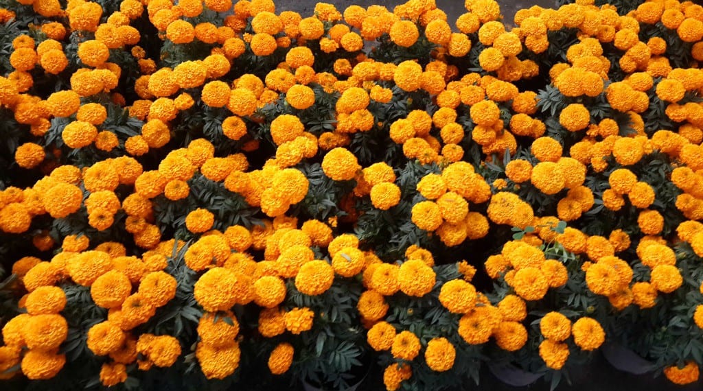 Dia de los muertos for kids