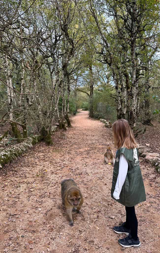 foret des singes monkey forest