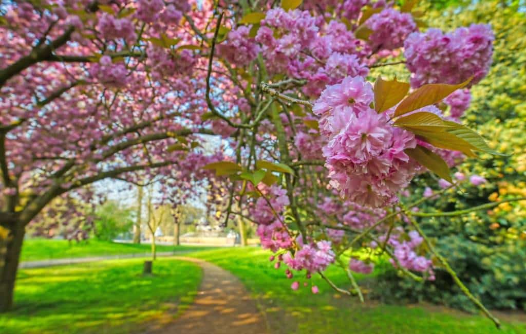 Cherry Blossoms in London