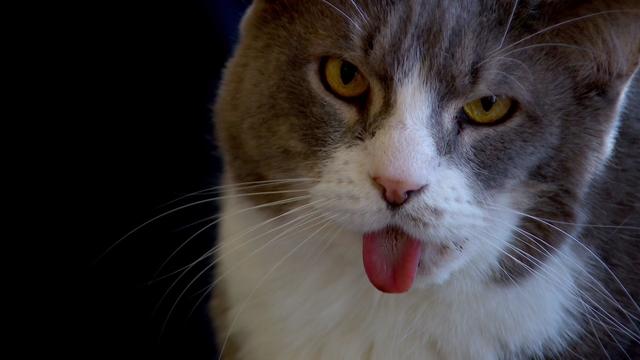 5p-pkg-rescued-cat-targ-wcco51kv-00-01-3704.jpg 
