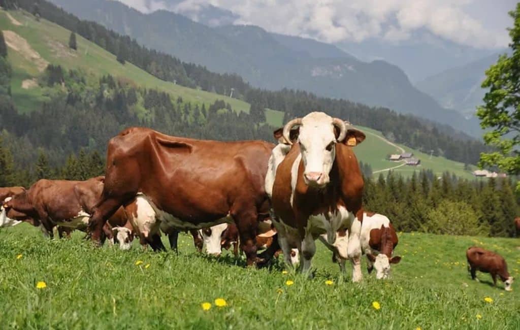 Sustainable Summer holiday in Morzine