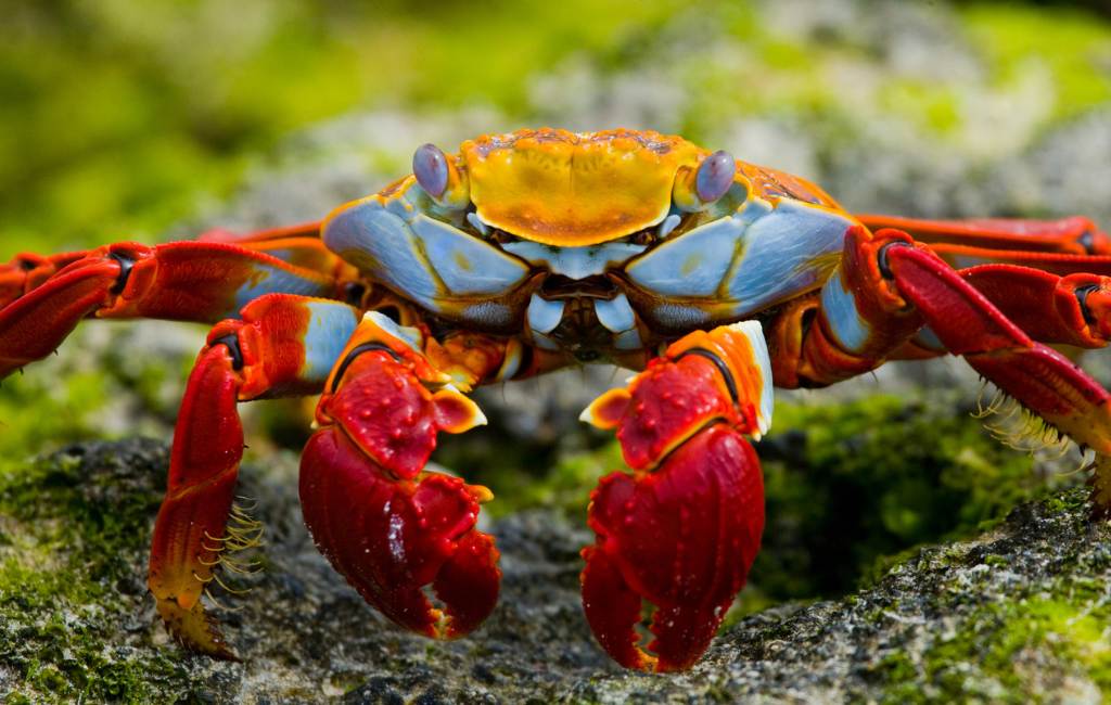 Planning a trip to the Galápagos Islands