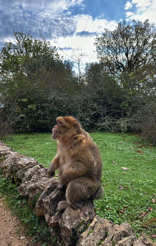 foret des singes monkey forest