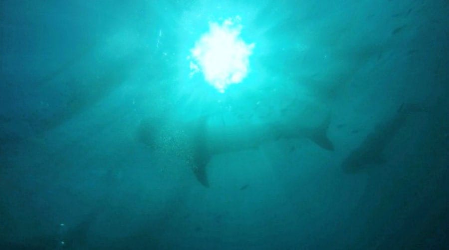 Family adventures in Asia