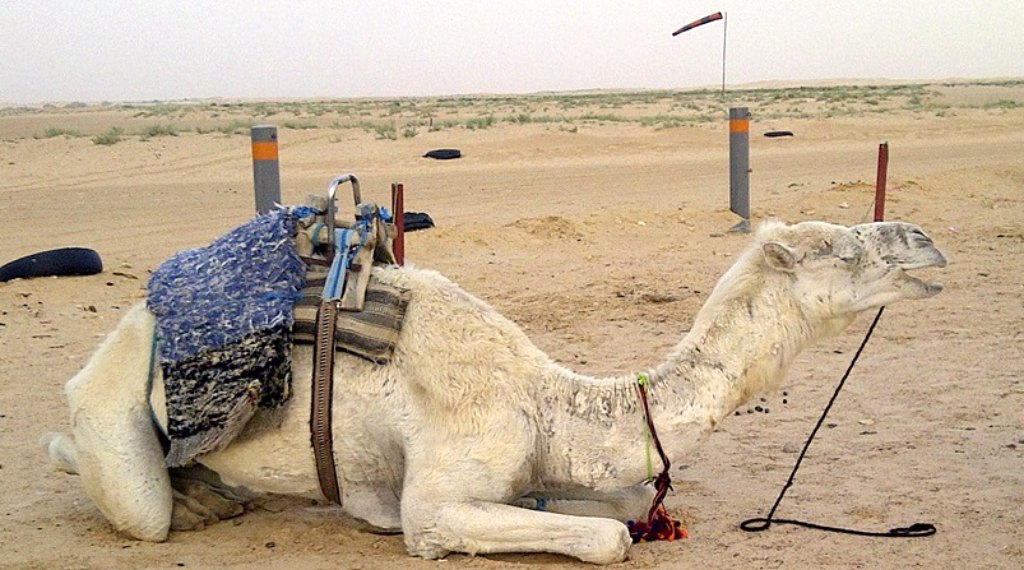 My Family Adventure: A Taste of Tunisia