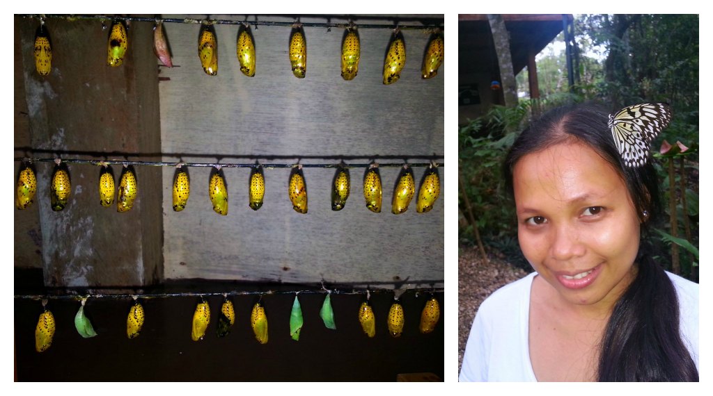 Chap butterfly garden