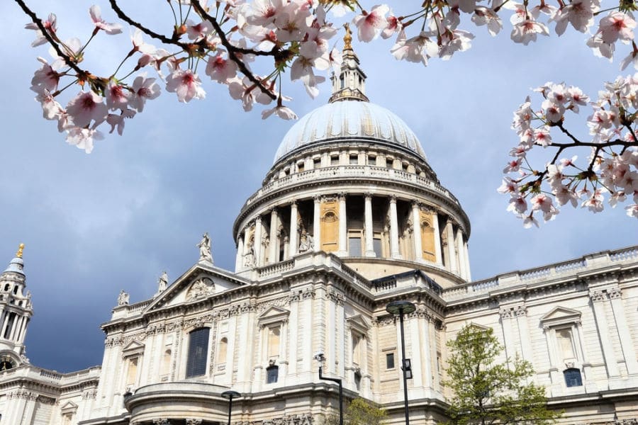 London cherry Blossoms