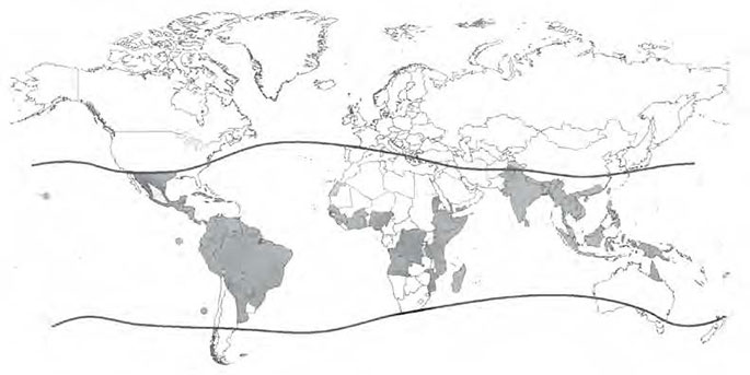 How to prevent dengue
