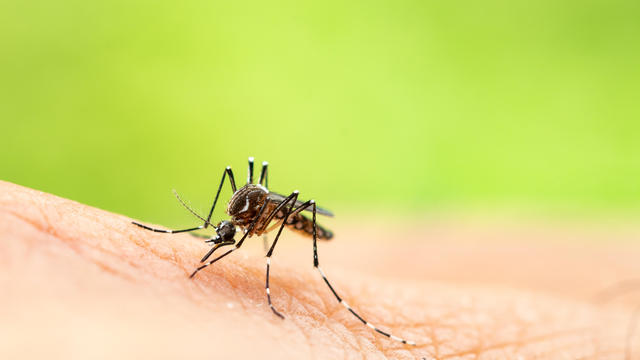 Aedes aegypti or yellow fever mosquito sucking blood on skin,Macro close up show markings on its legs and a marking in the form of a lyre on the upper surface of its thorax 