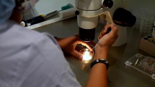ivf-for-web.jpg 
