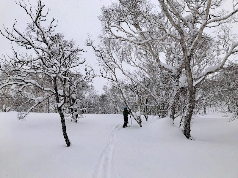 Skiing in Japan with kids