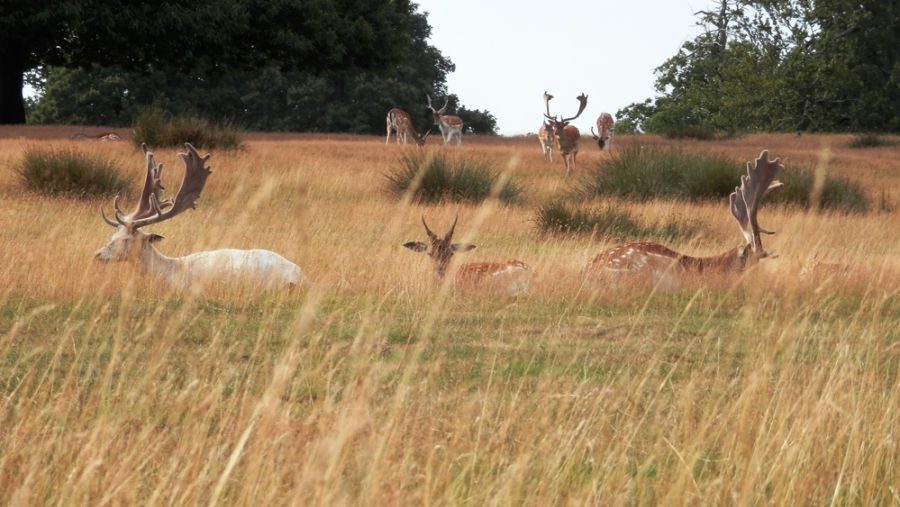 Best places to visit in Kent