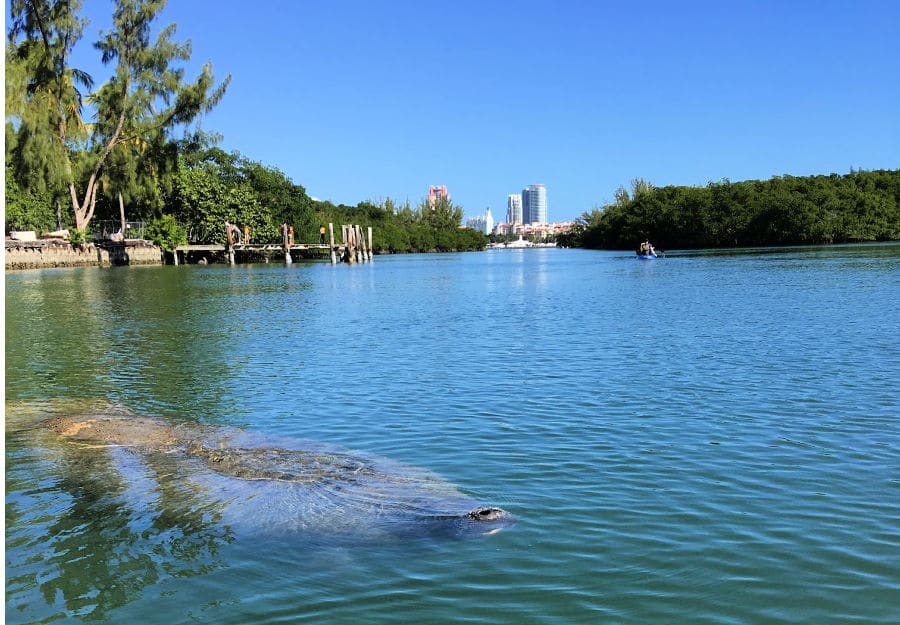 Where to see manatees in Florida