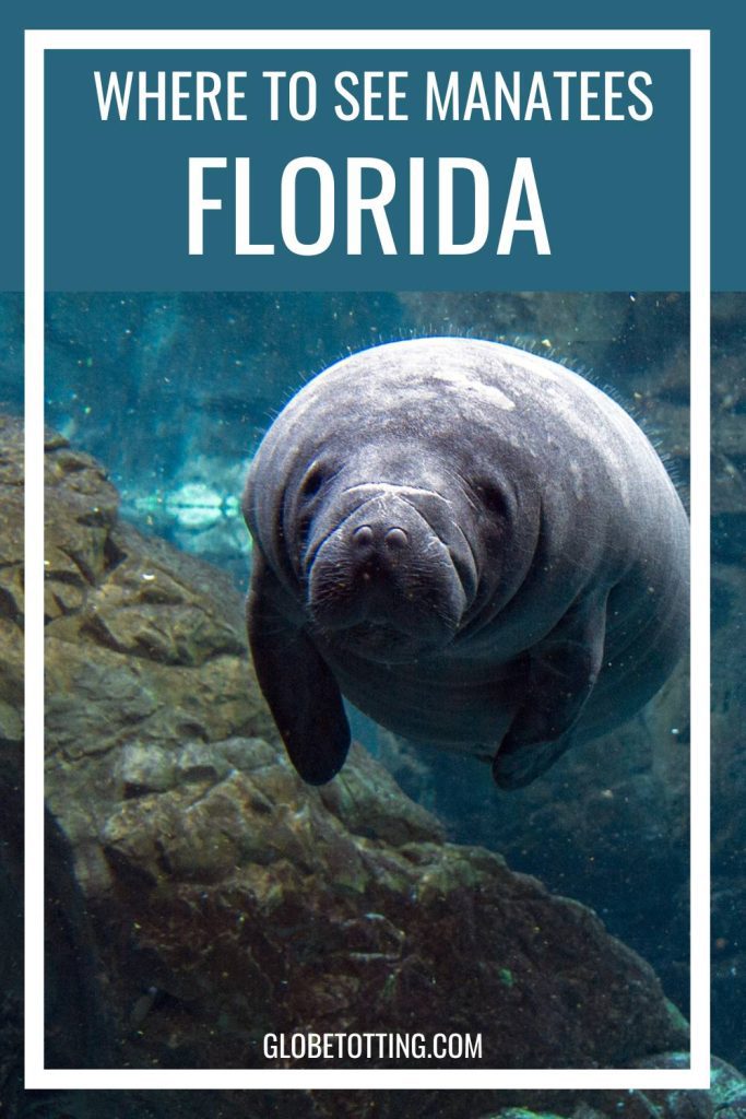 where to see manatees in Florida