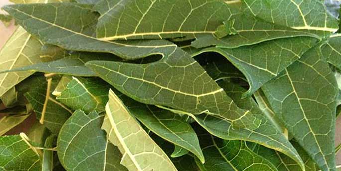 How to prevent dengue