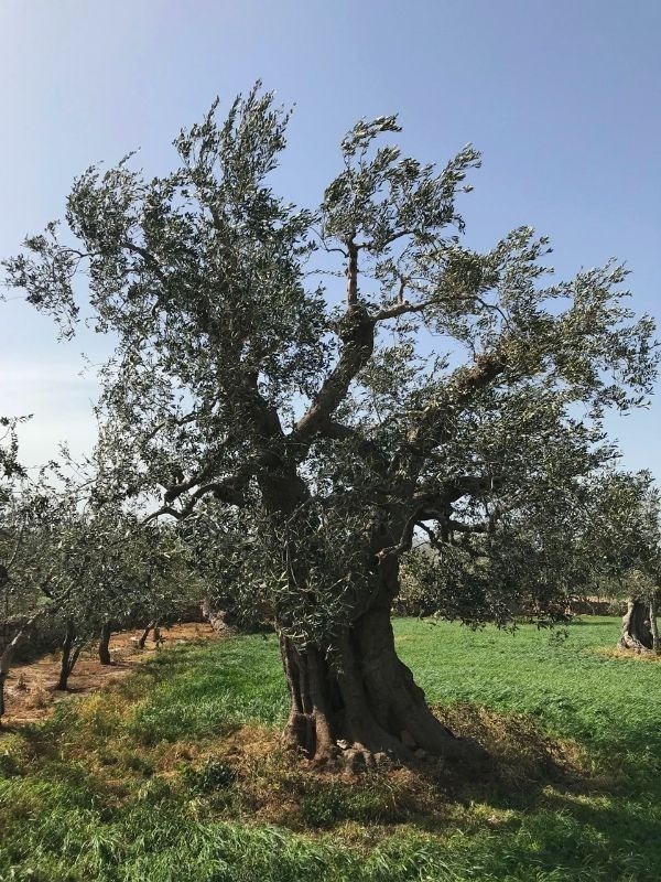 Things to do in Puglia with Kids