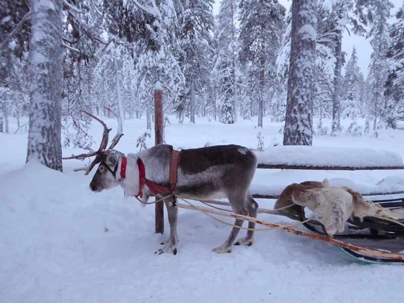 Reindeer Safari Lapland