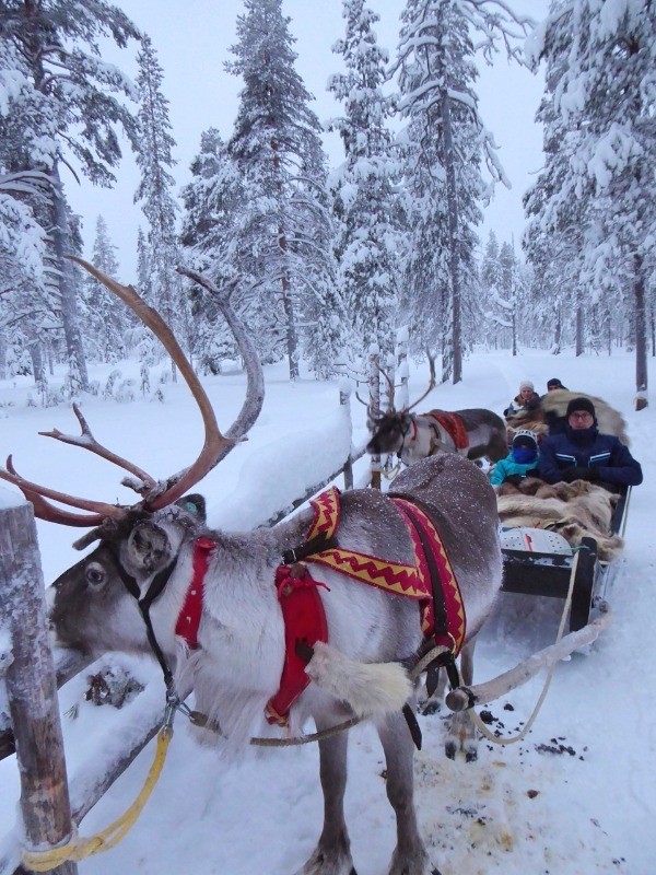 Reindeer Safari Lapland