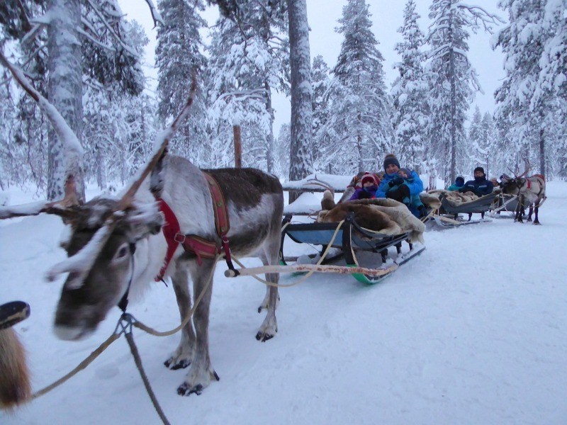 Reindeer Safari Lapland