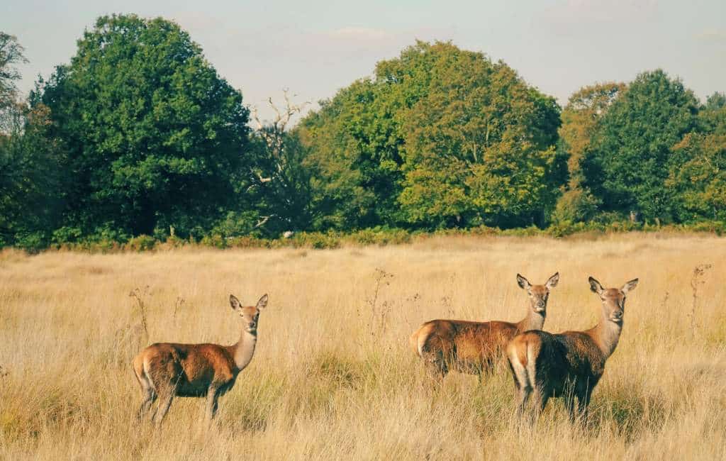 Free things to do in London with kids