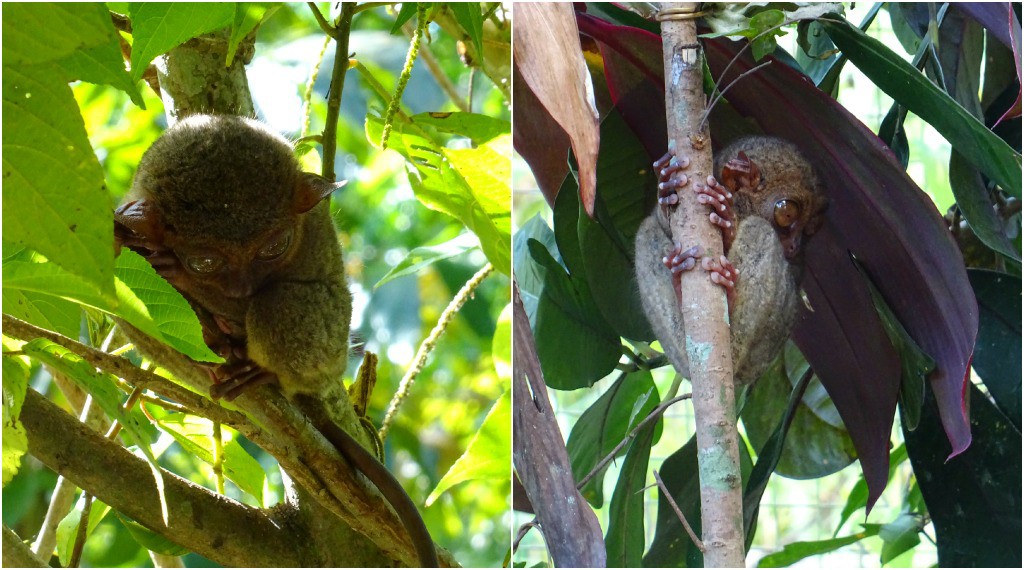 Things to do with kids in Bohol, The Philippines