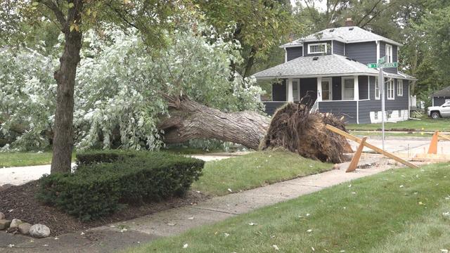 tree-down-in-plymouth-august-28-2024.jpg 