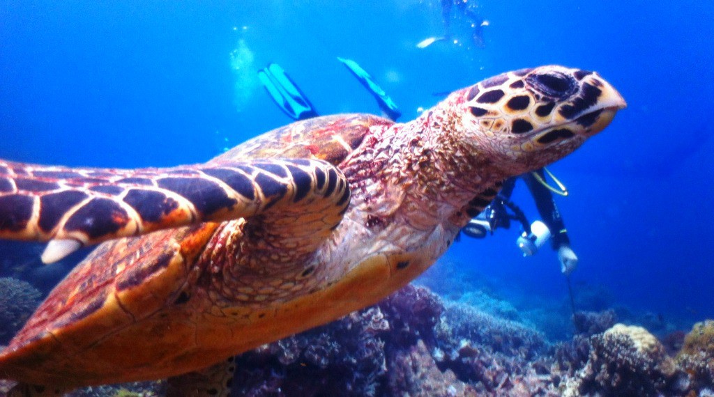 10 Things to do in Dumaguete with Kids