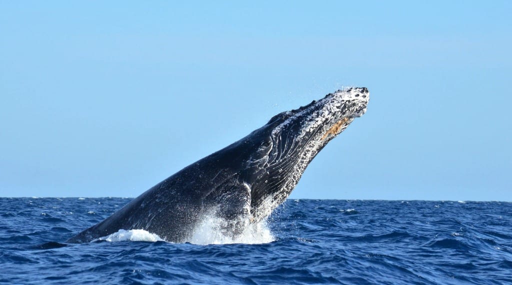 things to do in cabo with kids