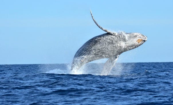 things to do in Cabo with kids